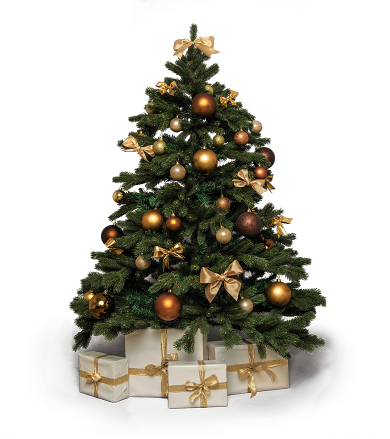 Tannenbaum schlagen & Weihnachtsbaumverkauf Rostock